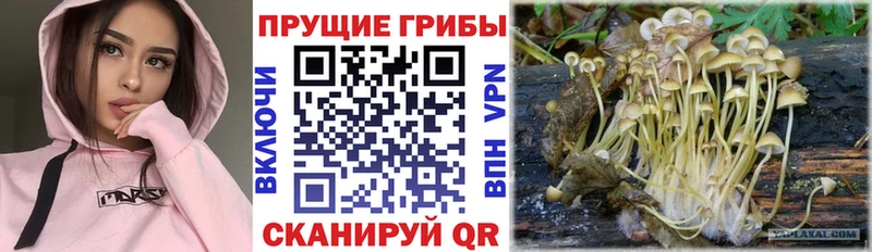 OMG вход  наркота  Махачкала  Галлюциногенные грибы MAGIC MUSHROOMS 