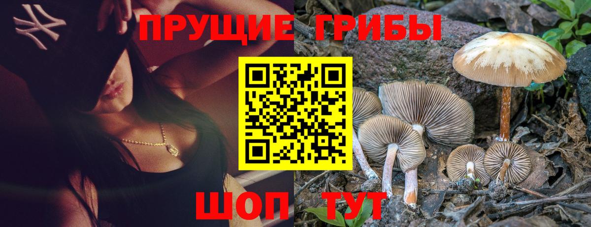 Галлюциногенные грибы Psilocybine cubensis Махачкала